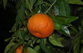 Moeten mandarijnenbomen kruisbestuiving?