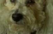 Ooginfectie bij Bichon honden