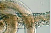 Hoe gebruik Milbemax voor vlo en lintworm behandeling