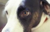 Hoeveel Is Cataract chirurgie voor honden?