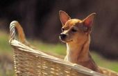 Groei van Chihuahua pups
