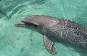 Hoe om te zwemmen met dolfijnen in de VS
