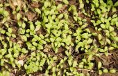 Wat betekent het voor dunne zaden wanneer planten?