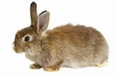 Wat eet een jonge Cottontail konijn?