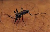 How to Protect een zwembad van muggen