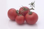 Wat maakt tomaten melig?