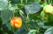 Hoe te stoppen Bugs uit eten peper planten