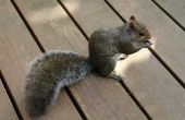 Wat kan ik gebruiken om zich te ontdoen van eekhoorns onder mijn huis?