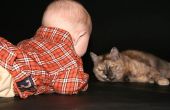 Hoe om een Baby aan katten