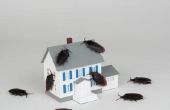 Huishoudelijke producten gebruikt voor het doden van Bugs