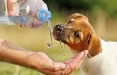 Hoe om uw hond om meer Water te drinken