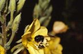 Natuurlijke insectenwerende middelen voor timmerman bijen