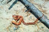 Gemeenschappelijke slangen rond Lake Murray (South Carolina)