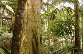 Kenmerken van planten die in een regenwoud overleven
