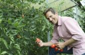 How to Care for tomatenplanten