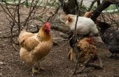 Natuurlijke manieren om zich te ontdoen van mijten bij kippen