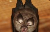 Hoe te bouwen van de perfecte Bat-val