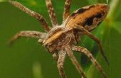 Hoe te identificeren van spinnen in Connecticut