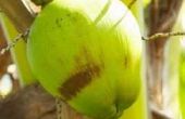 Wat zijn de aanpassingen van een kokosnoot zaad?