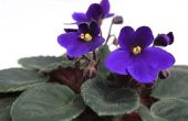 Maak de Afrikaanse viooltjes goede Terrarium planten?