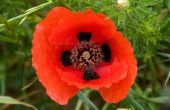 How to Grow Poppies uit zaad in Zone 7