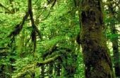 De kenmerken van het regenwoud