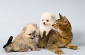Tekenen & symptomen van bleekmiddel Ingestion in huisdieren