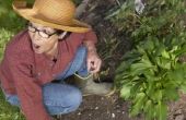 How to Get Rid van Grub wormen in de moestuin
