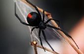 Gevaarlijke insecten & spinnen in Tennessee