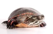 How to Take Care van een geschilderde schildpad