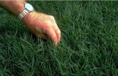 How to Plant Jiggs Bermudagrass