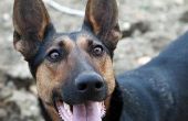 Hoe te doneren honden voor zoek & Rescue