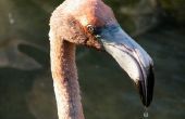 Hoe maak je een Flamingo snavel