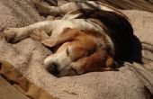 De beste manier hond plassen om geur te verwijderen uit tapijt
