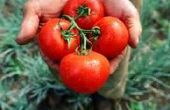 Het behouden van frisse tomatensalsa
