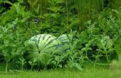 De beste tijd om te planten watermeloen zaden