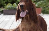 Tekenen & symptomen van coeliakie bij honden