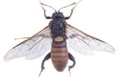 Hoe te te verlichten van de jeuk van een wespensteek