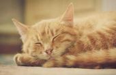 Bijwerkingen van de Drug Cisapride op katten