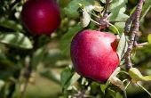Apple Picking in Ontario