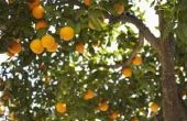 Hoe u kunt besturen van Citrus Cankers