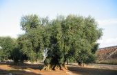 De tekenen van een zieke Olive Tree