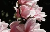 Magnolia bloemen kleuren