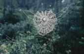 Wat zijn sommige aanpassingen waarmee spinnen om te leven op het Land?