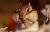 Welke soorten voedingsmiddelen eet eekhoorns?