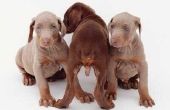 Gemeenschappelijke kwalen van Dobermann pups