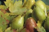 Informatie over Pear Tree bladeren