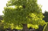 Hoe lang doet een Bonsai boom groeien?