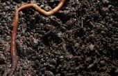 Hoe om te voorkomen dat regenwormen komen op een trottoir, nadat het regent