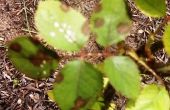 Welke oorzaken zwarte vlekken op Rose Bush bladeren?